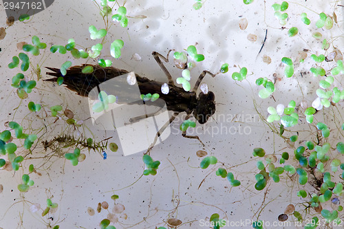 Image of dragonfly big larva