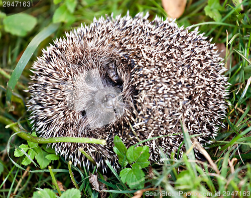 Image of hedgehog ball in green grass