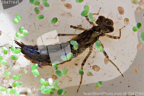 Image of dragonfly big larva