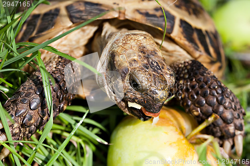 Image of tortoise eating apple