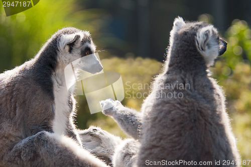 Image of Ring-tailed lemur (Lemur catta)