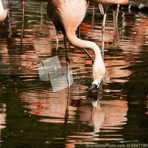 Image of Flamingo