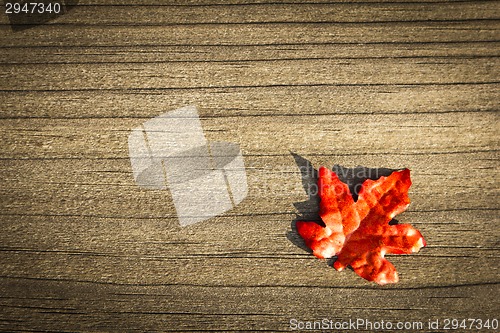 Image of foliage, autumn leaves