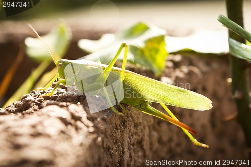 Image of grasshopper