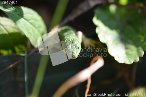 Image of Green crested lizard on green grass