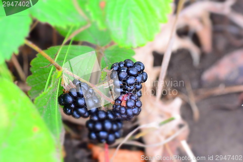 Image of Blackberry bush in the garden