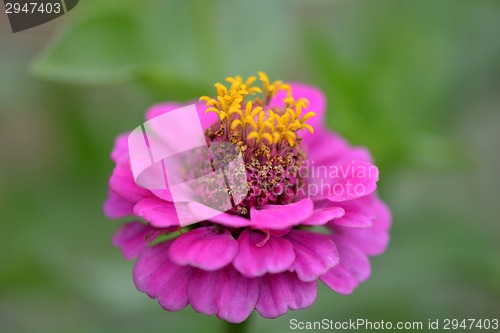 Image of Closeup on red flower background