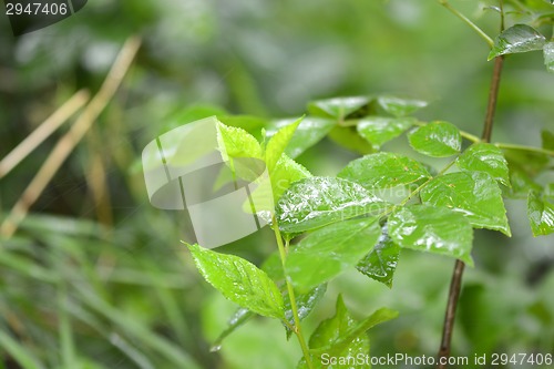 Image of green leaf background with water drops