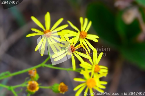 Image of Yellow flowers on a background, a spring flowers