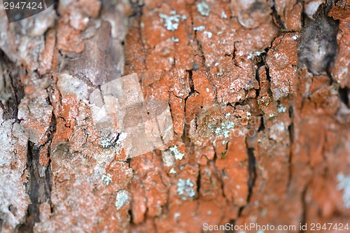 Image of Texture of wood background closeup