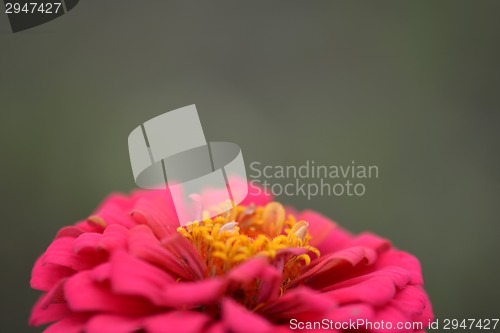 Image of Closeup on red flower background