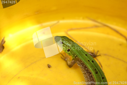 Image of Picture of a young lizard