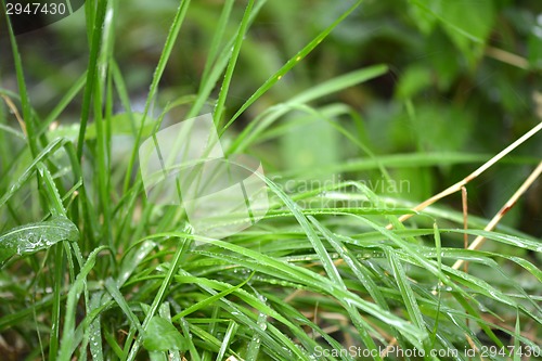 Image of green leaf background with water drops