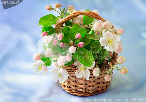 Image of Apple-tree branch with gentle light pink flowers, buds and leave