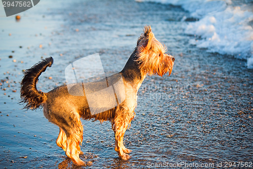 Image of Dog on the shore of the sea plays in the water.