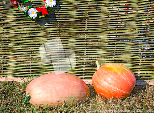 Image of Two big pumpkins lie at a wattled fence.