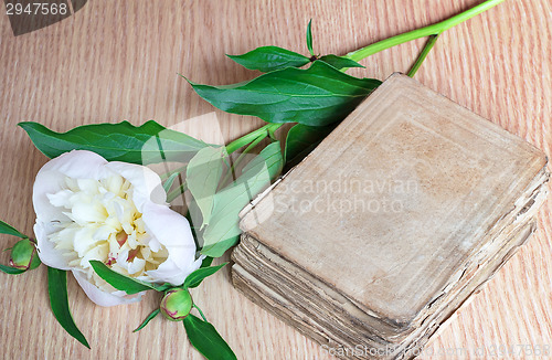 Image of Still life: ancient book and white flower of a peony.