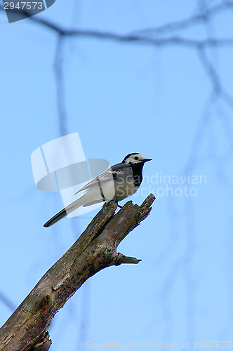 Image of Motacilla alba