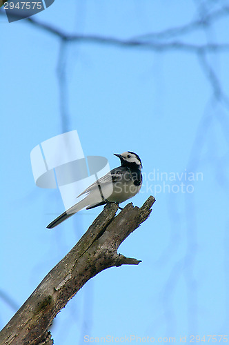 Image of Motacilla alba