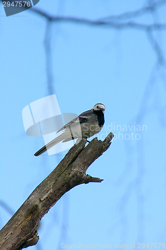 Image of Motacilla alba