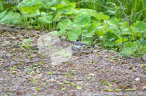 Image of Motacilla alba