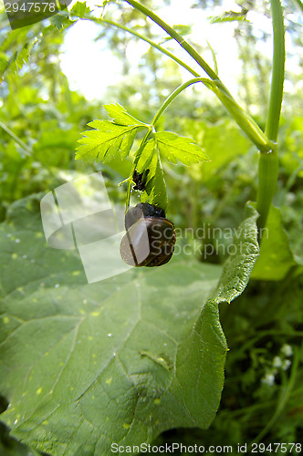 Image of Arianta arbustorum