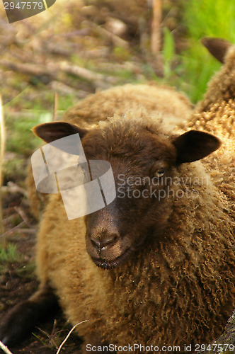 Image of Sheep