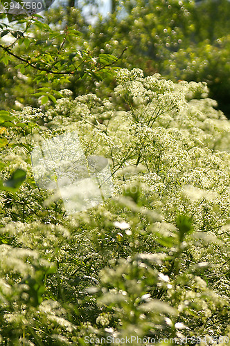 Image of Achillea millefolium