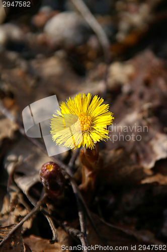 Image of Coltsfoot