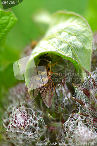 Image of Hoverfly