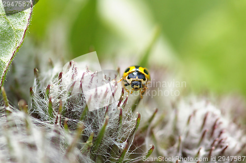 Image of Ladybug