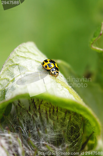 Image of Ladybug