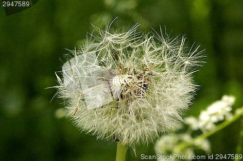 Image of Pollen