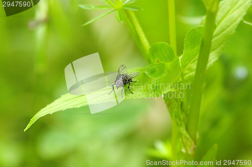 Image of Fly