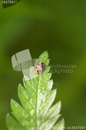 Image of Ladybug