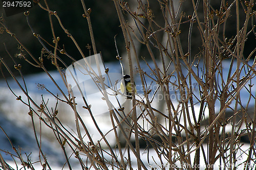 Image of Tit