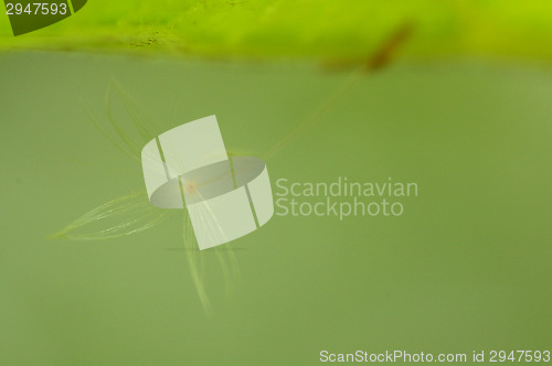 Image of Pollen