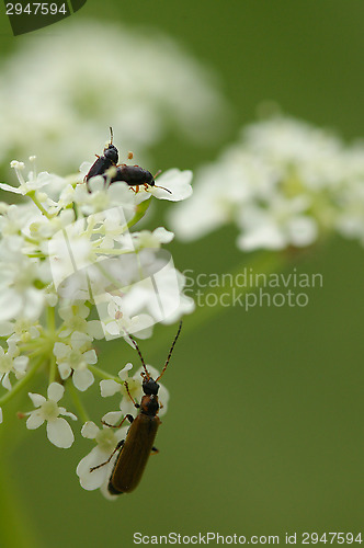 Image of Bugs