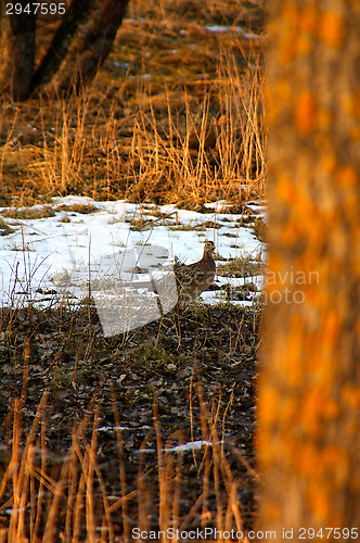 Image of Pheasant