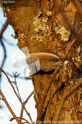 Image of Polypore