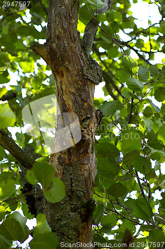 Image of Woodpecker