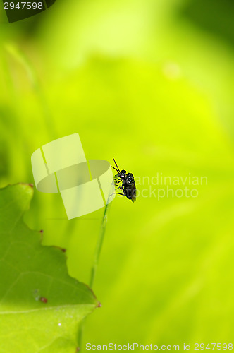 Image of Fly