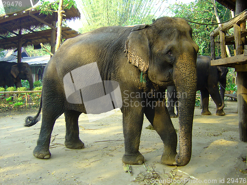 Image of Asian elephant