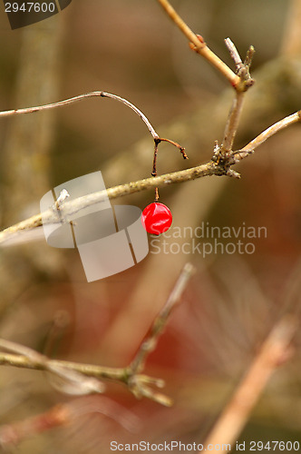 Image of Berry