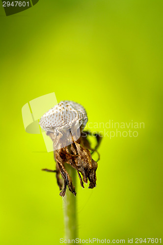 Image of Dandelion