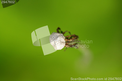 Image of Dandelion