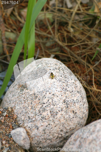 Image of Hoverfly