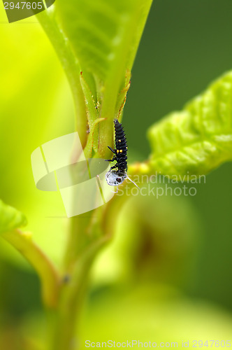 Image of Caterpillar