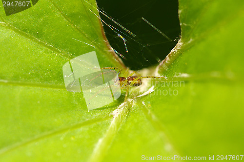 Image of Spider