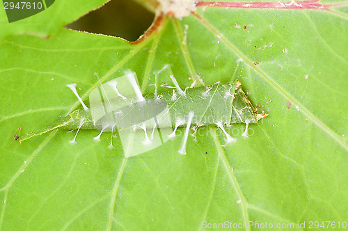 Image of Encapsulated